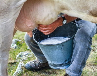 Виробництво молока у січні-жовтні скоротилося на 2% за рахунок господарств населення